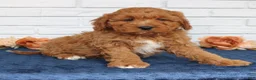 Cavapoo dogs for sale: Ace  - Ad 3