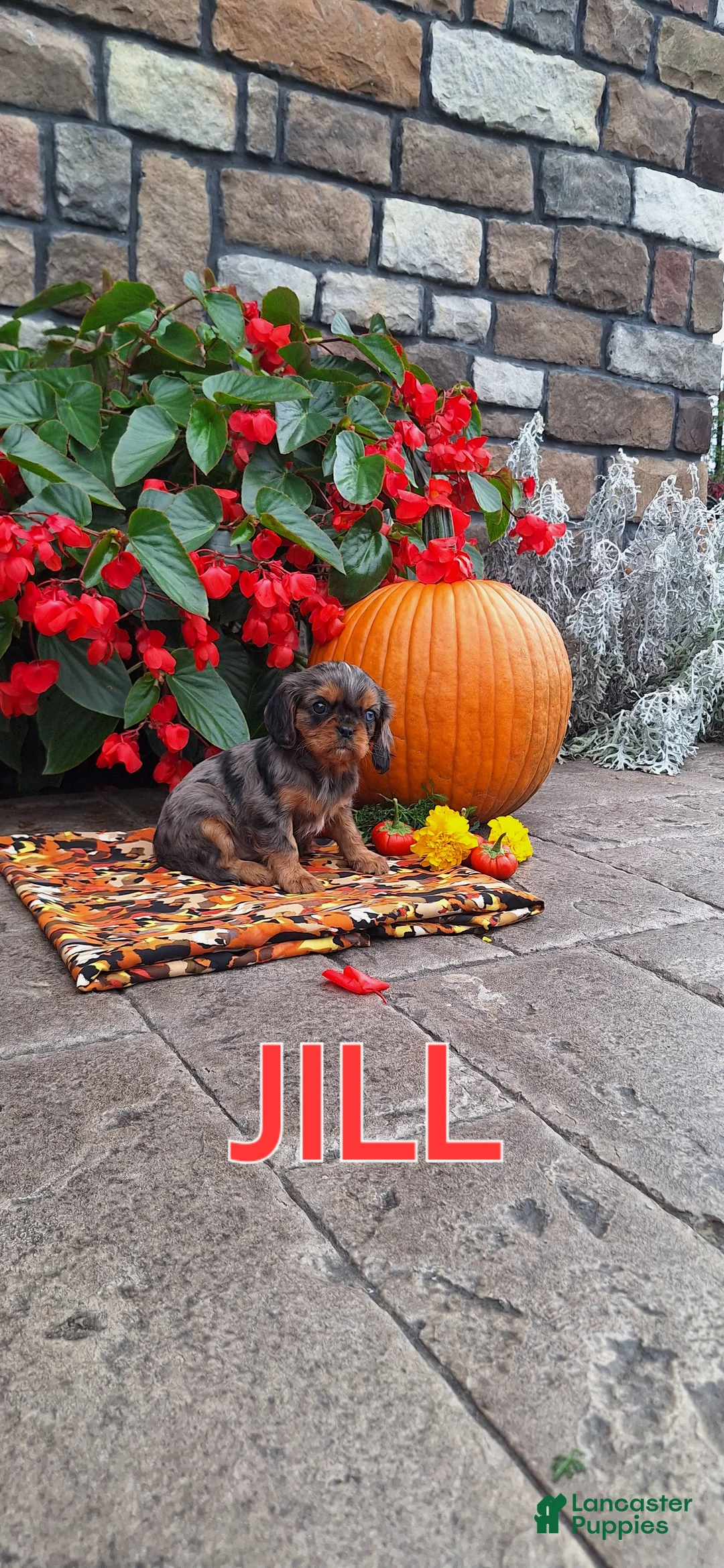 Cavalier King Charles Spaniel dogs for sale: Cavalier King Charles Spaniel 5 - Ad 2