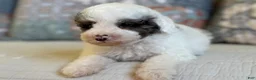 Miniature Poodle dogs for sale: Bowie  - Ad 6