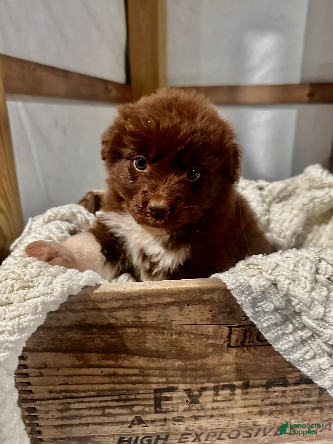 Aussiedoodle dogs for sale: Chunker - Ad 8