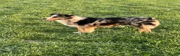 Australian Shepherd dogs for sale: Brownie: Female Merle Standard Australian Shepherd  - Ad 7