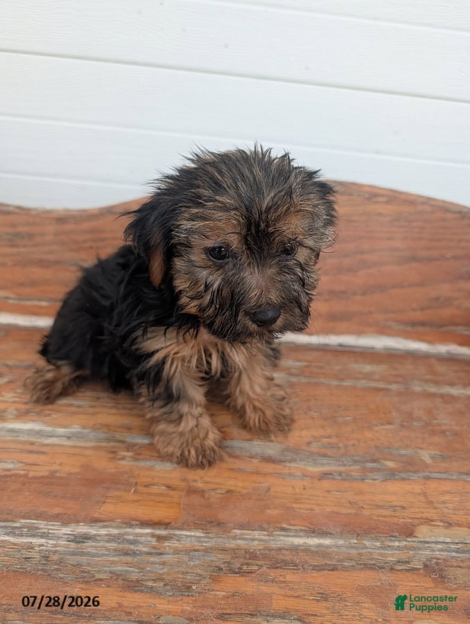 Yorkshire Terrier dogs Tippy - Ad 12
