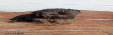 Tippy