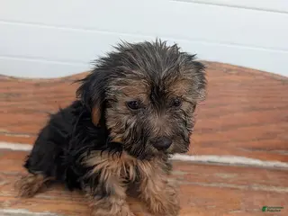 Yorkshire Terrier dogs Tippy - Ad 12