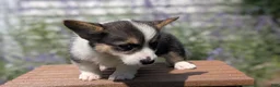 Welsh Corgi Pembroke dogs for sale: Lanie - Ad 7