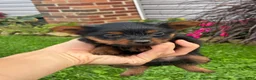 Yorkshire Terrier dogs for sale: Aspen - Ad 5