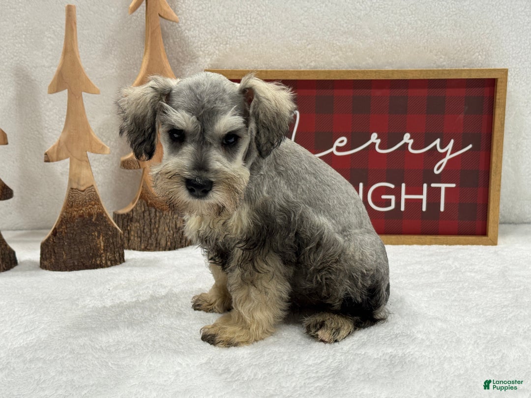 Miniature Schnauzer dogs for sale: Miniature Schnauzer Marsha Male 3 - Ad 2