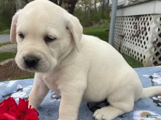 Labrador Retriever dogs Comet - Ad 21