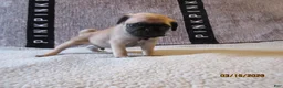 Pug dogs for sale: Pug Puppy 4 - Ad 3
