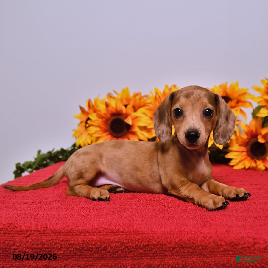 Miniature Dachshund dogs Daisy - Ad 2