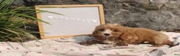 Cavapoo dogs for sale: Sparkle - Ad 5