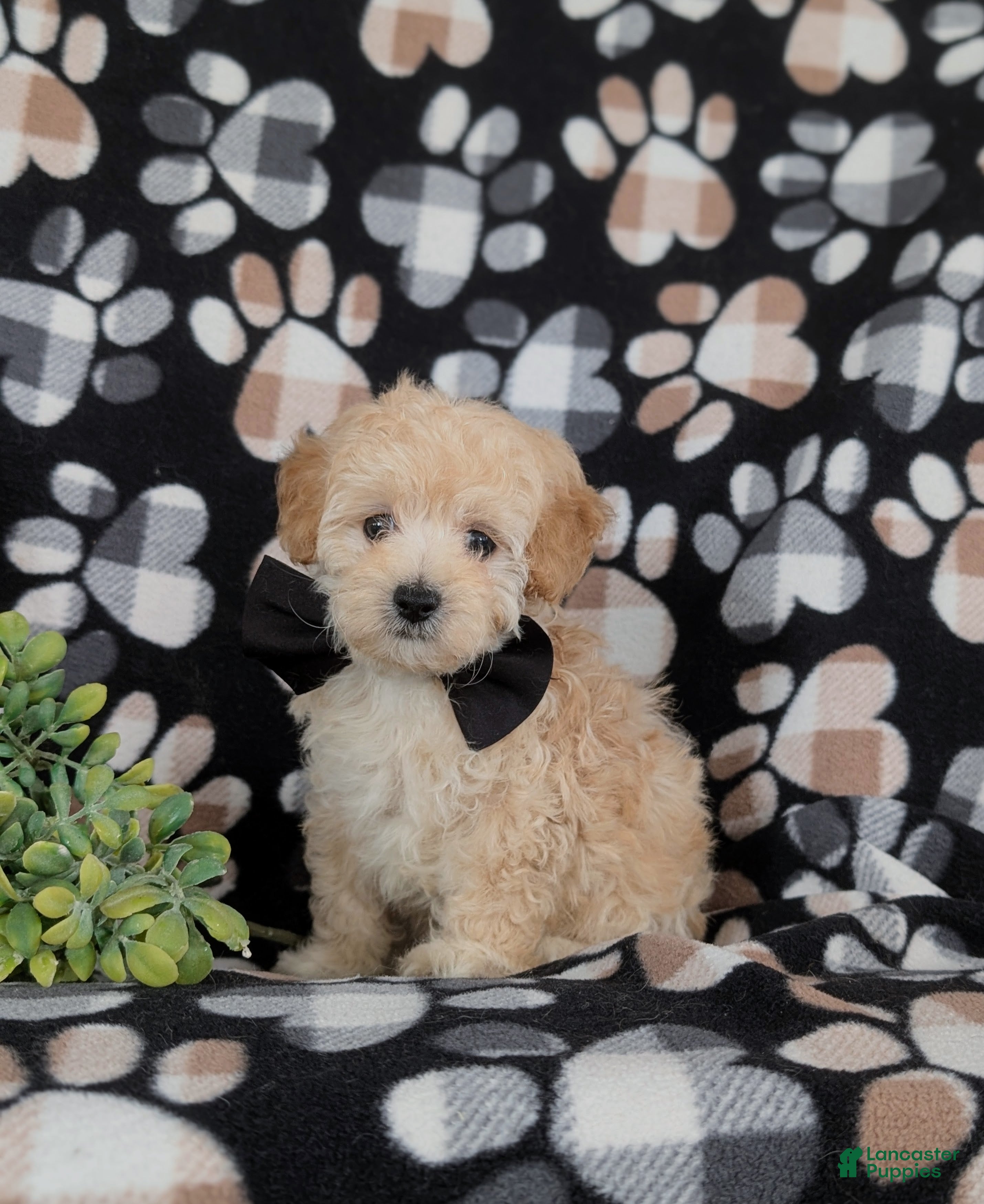 Maltipoo dogs Fitzgerald 5 lbs Full Grown - Ad 2
