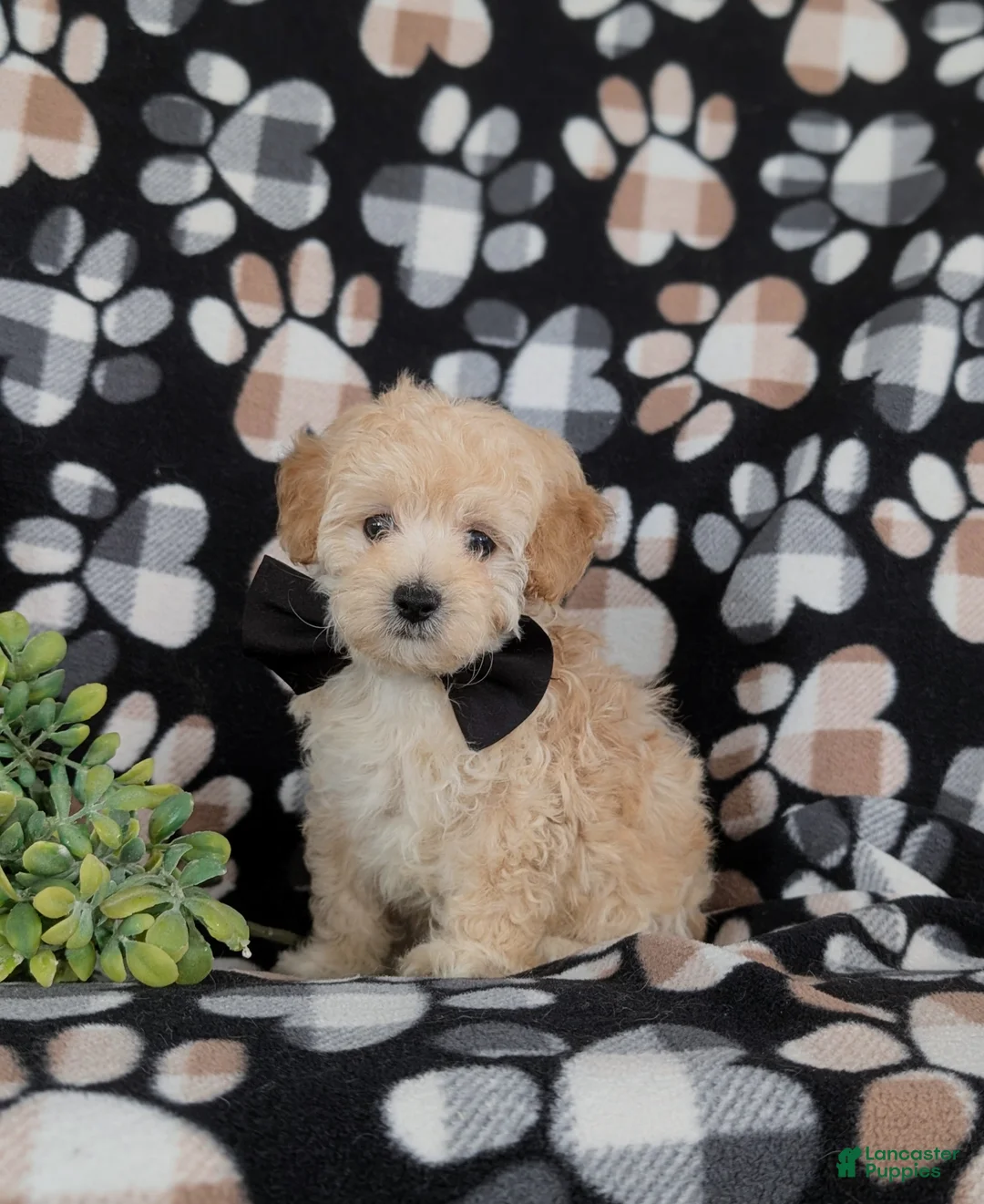 Maltipoo dogs for sale: Fitzgerald 5 lbs Full Grown - Ad 2