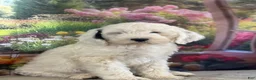 Bernedoodle dogs for sale: Bernie - Ad 5
