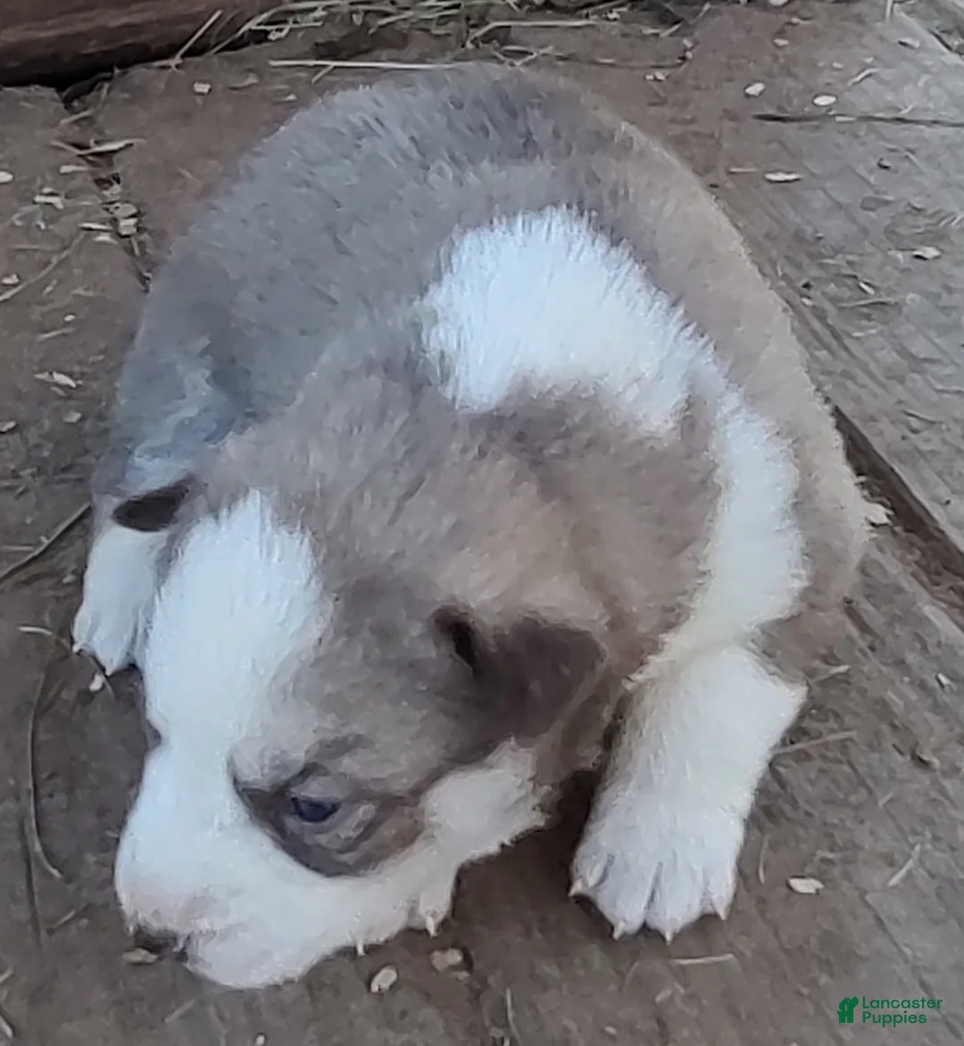 Siberian Husky dogs for sale: Siberian Husky Puppy 7 - Ad 11