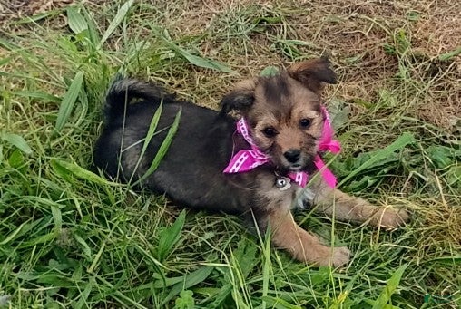 Chorkie dogs Chorkie Puppy 2 - Ad 5