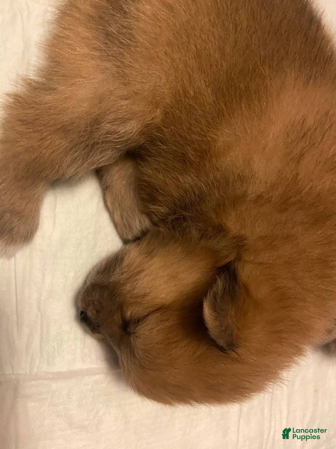Pomeranian dogs for sale: Pomeranian 1 - Ad 11