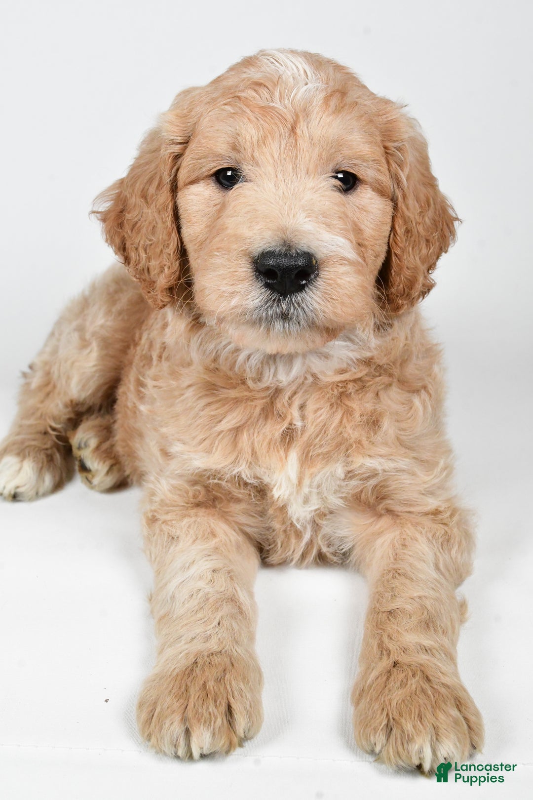 Labradoodle dogs for sale: Newton - Ad 5