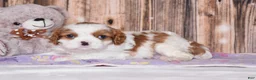 Cavalier King Charles Spaniel dogs for sale: Carl - Ad 4