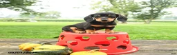 Miniature Dachshund dogs for sale: Chocolate - Ad 4