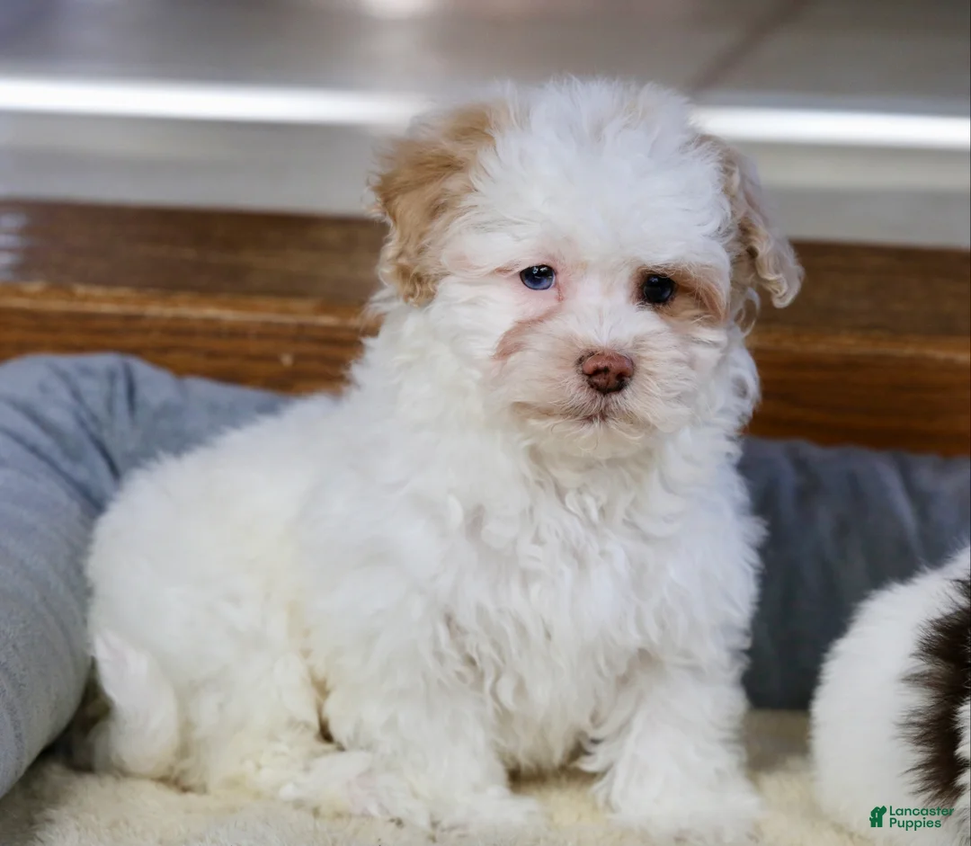 Shihpoo dogs for sale: Charlee - Ad 4