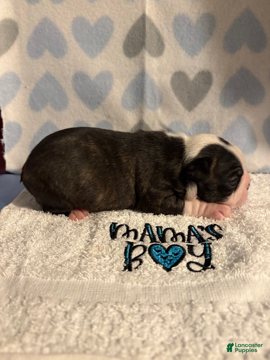 Boston Terrier dogs for sale: Boston Terrier Puppy 3 Lance  - Ad 3