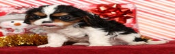 Cavalier King Charles Spaniel dogs for sale: Bobby - Ad 5