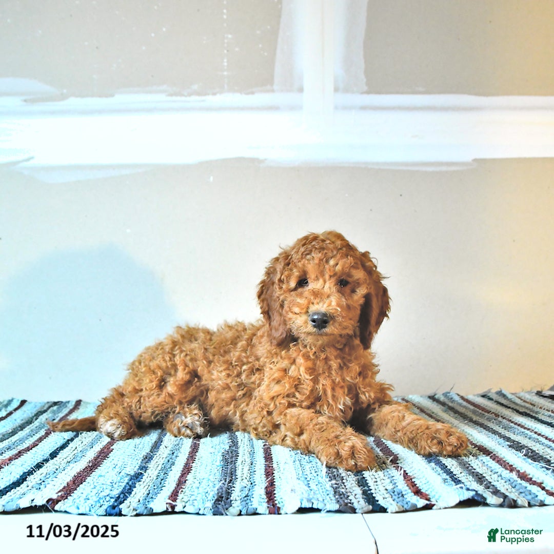Irish Doodle dogs for sale: Lilly - Ad 3
