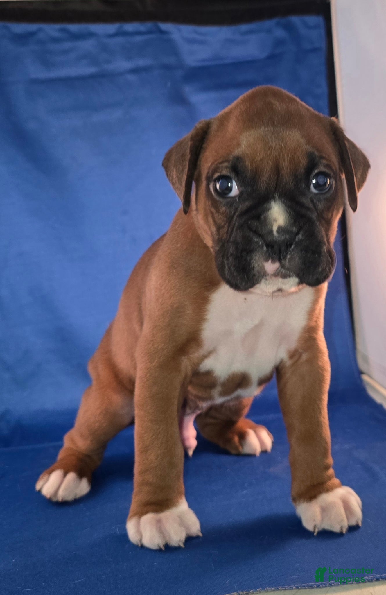 Boxer dogs Marvin - Ad 10
