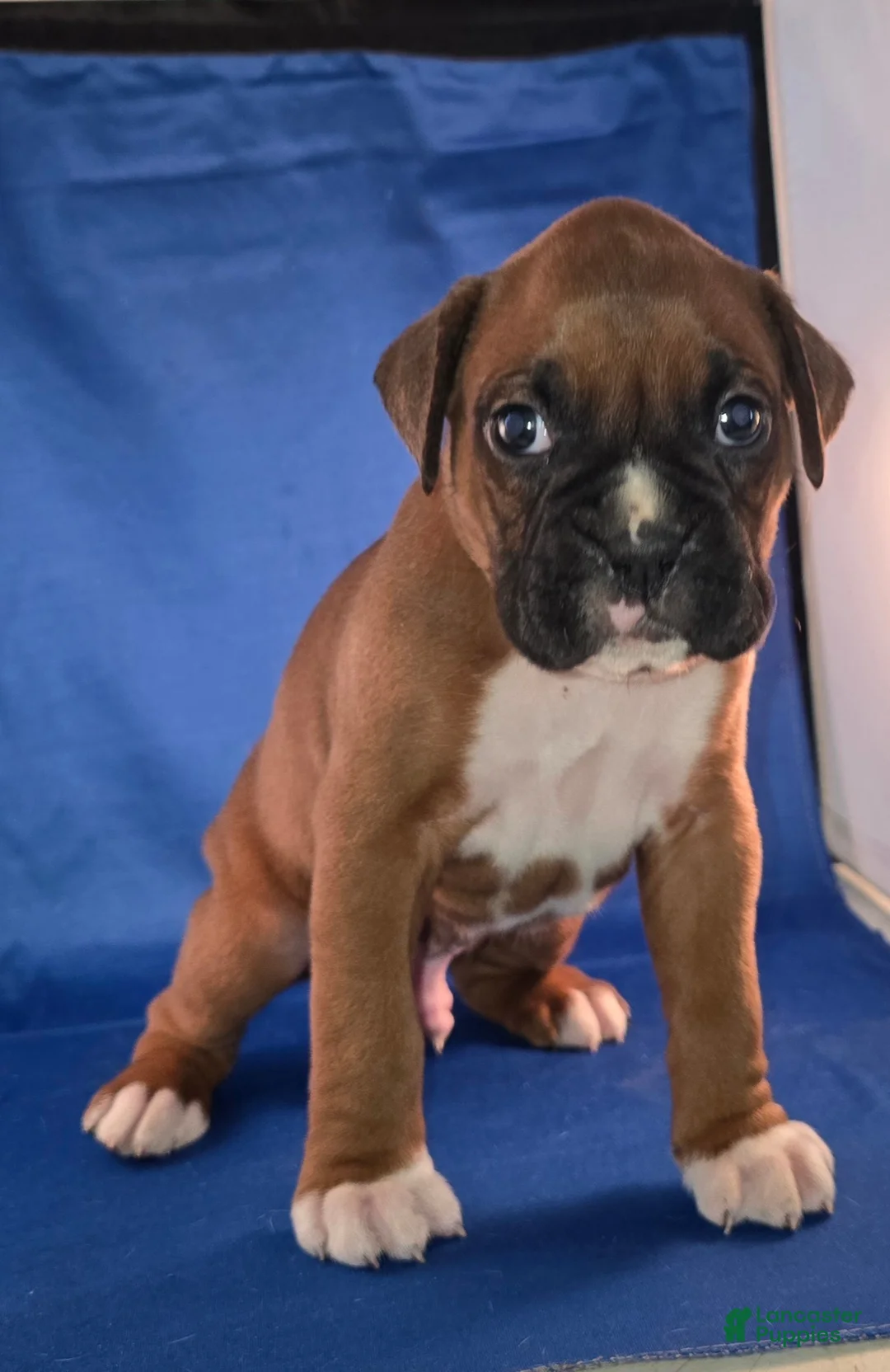 Boxer dogs for sale: Marvin - Ad 1