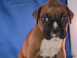 Boxer dogs Marvin - Ad 10