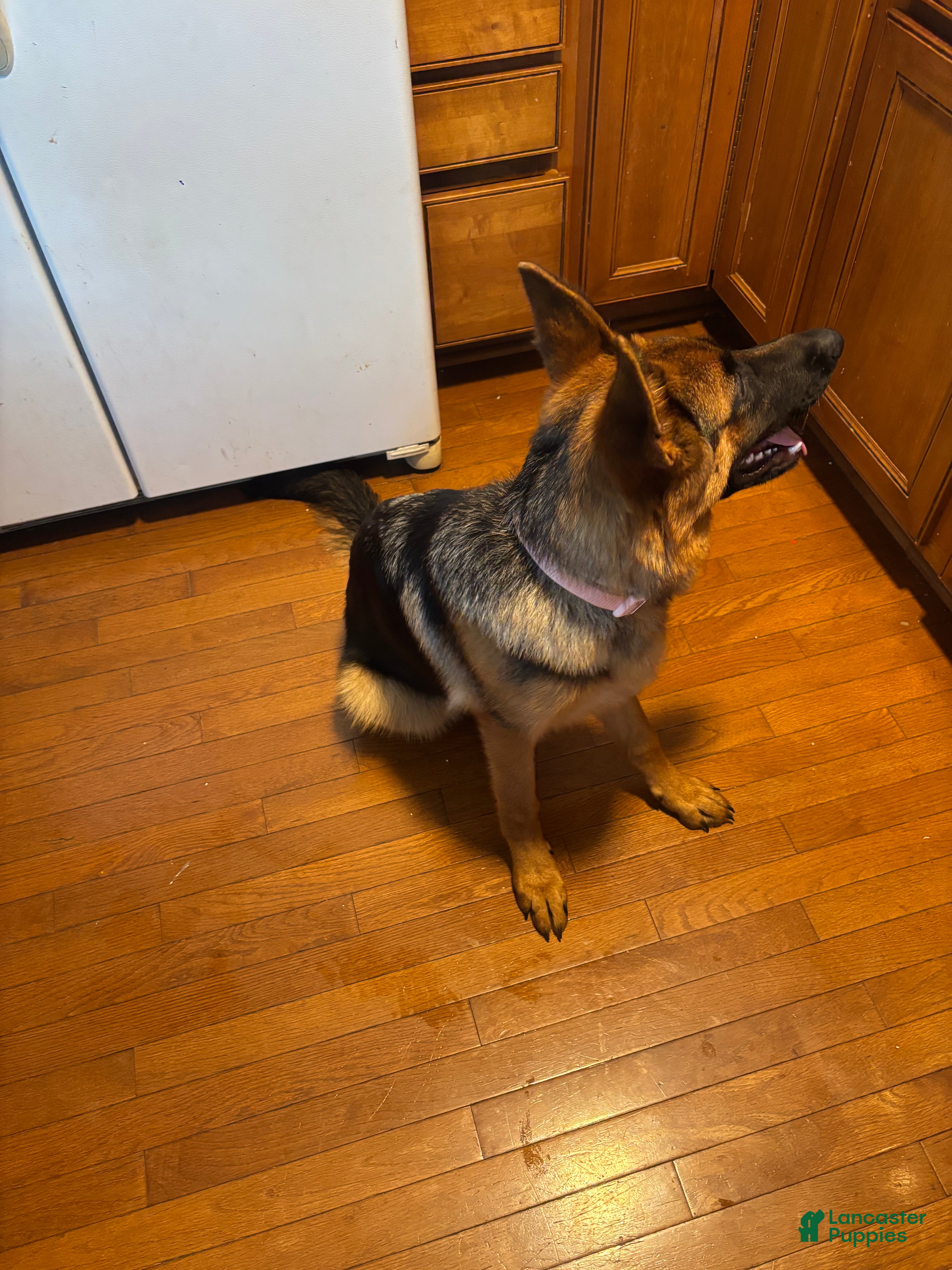 German Shepherd dogs German Shepherd 1 - Ad 2