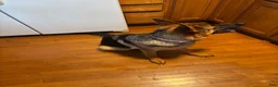 German Shepherd dogs for sale: German Shepherd 1 - Ad 2