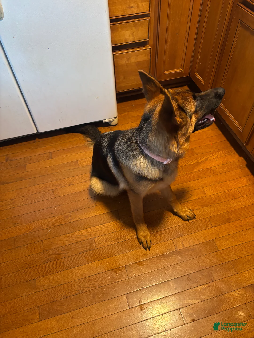 German Shepherd dogs for sale: German Shepherd 1 - Ad 2
