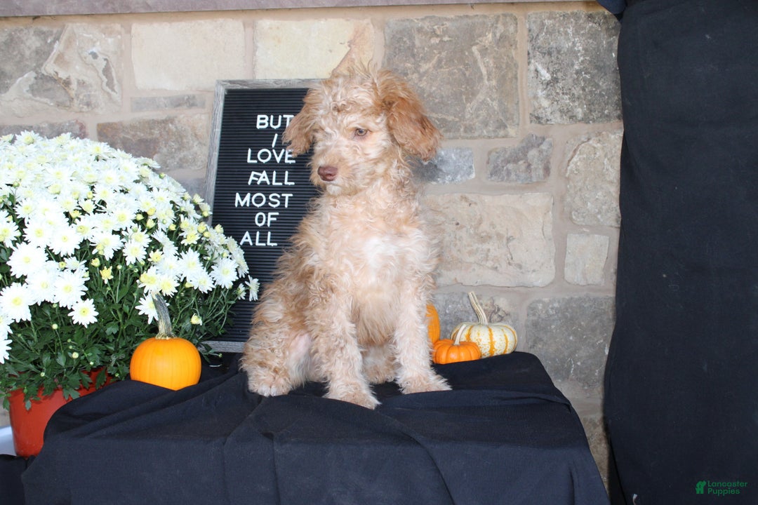 Mixed Breed dogs for sale: Sunshine - Ad 2