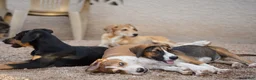 Mixed Breed dogs for sale: Doberdane Champagne F - Ad 4