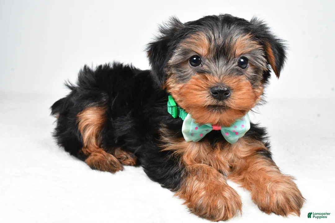 Morkie dogs for sale: Austin - Ad 1