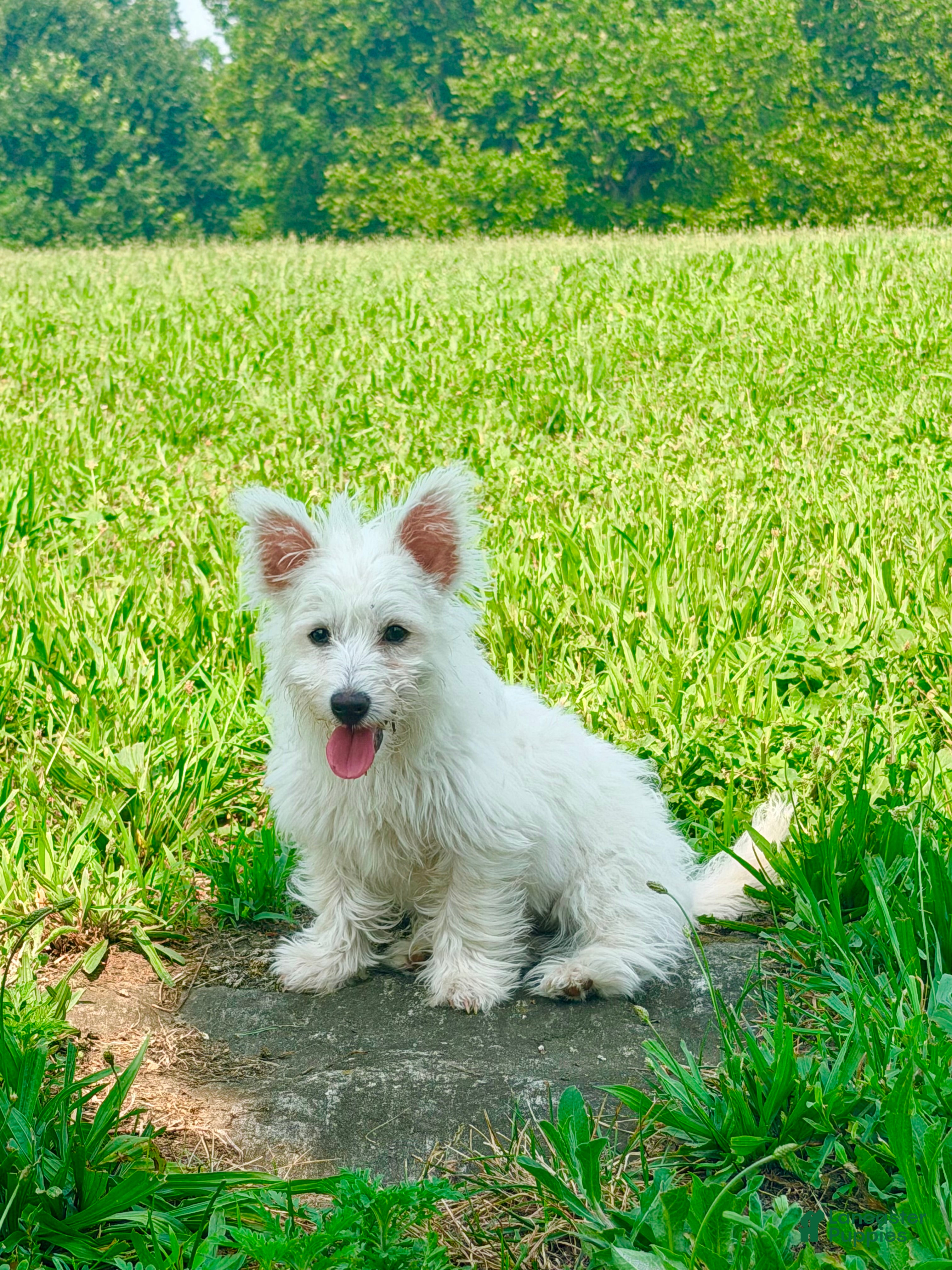 Westiepoo dogs cupcake - Ad 1