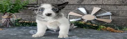 Pomsky dogs for sale: Mario - Ad 3