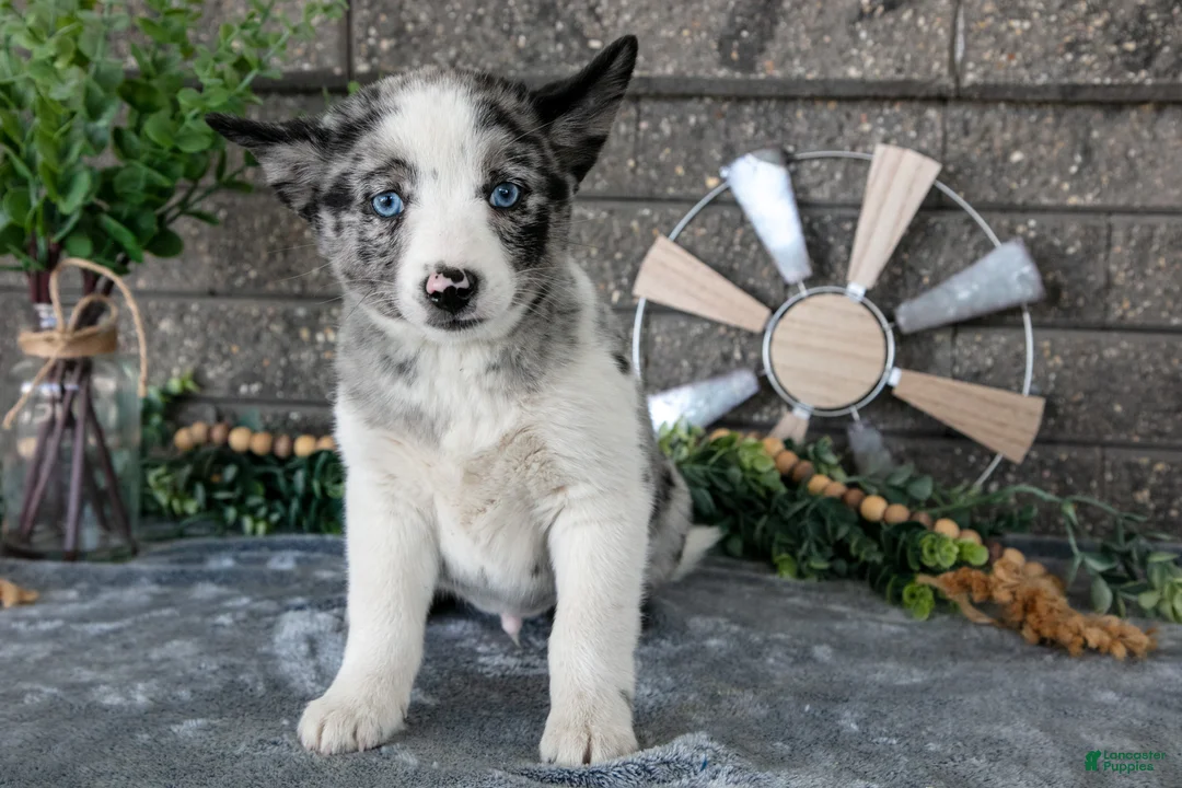 Pomsky dogs for sale: Mario - Ad 3