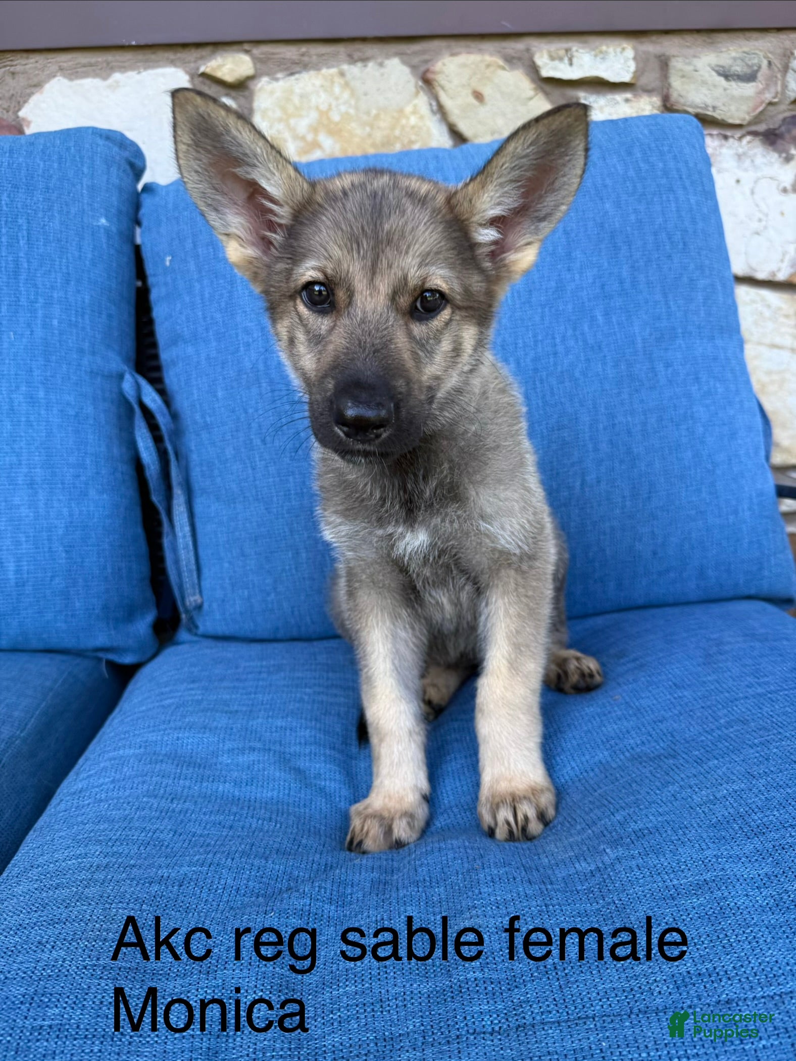 German Shepherd dogs Monica  - Ad 1
