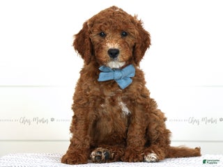 Mini Goldendoodle dogs - Ad 12