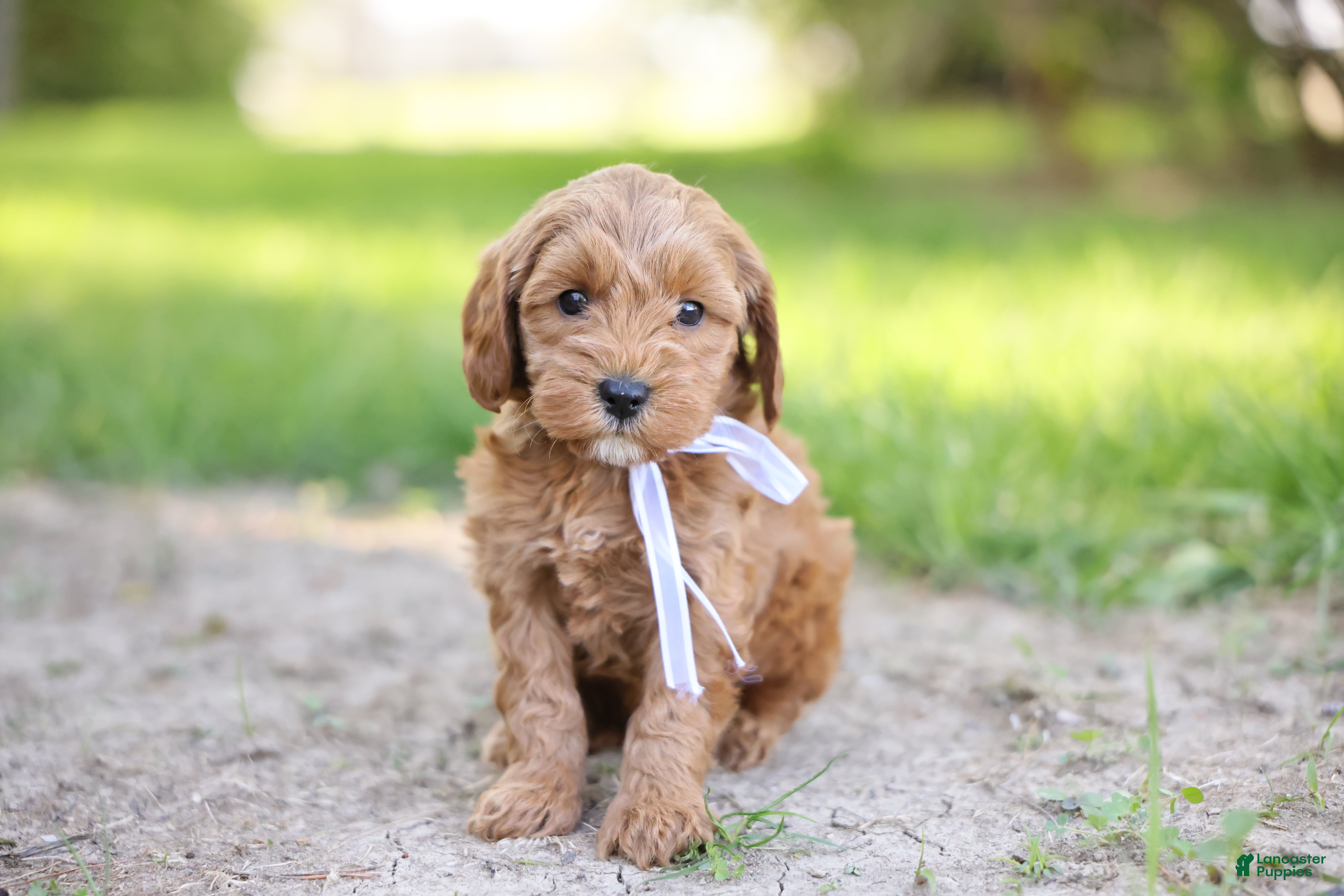 Goldendoodle dogs Tucker - Ad 2
