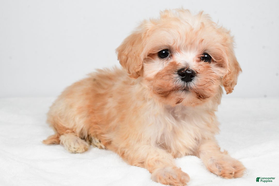 Maltipoo dogs for sale: Bella - Ad 7