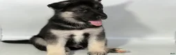 Mixed Breed dogs for sale: Buddy - Ad 3