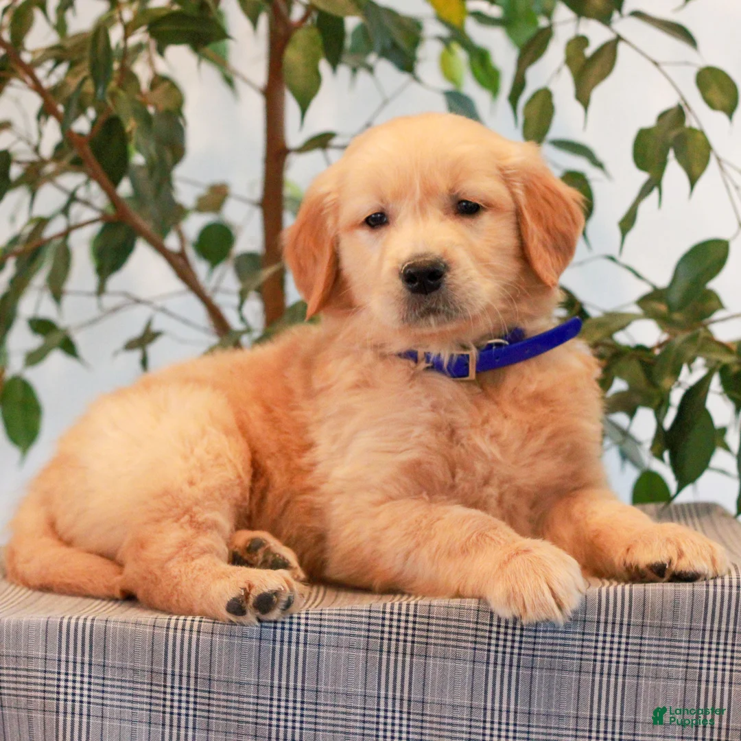 Golden Retriever dogs for sale: Preston  - Ad 2