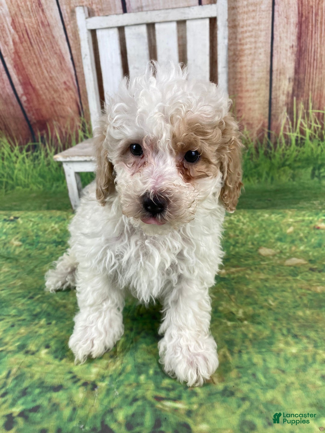 Miniature Poodle dogs for sale: Biscuit - Ad 10