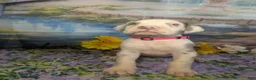 Great Dane dogs for sale: Anastasia Lilac Harlequin  - Ad 2