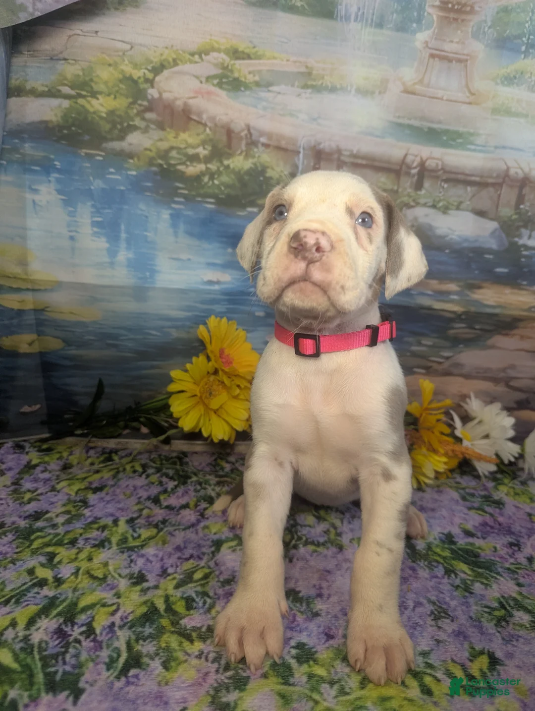 Great Dane dogs for sale: Anastasia Lilac Harlequin  - Ad 2