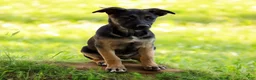 German Shepherd dogs for sale: German Shepherd Puppy 7 - Ad 13